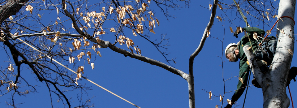 Tree Pruning Pulaski, Tennessee