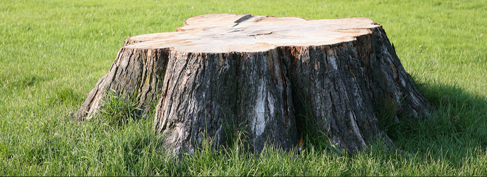 Tree Stump Removal Pulaski, TN