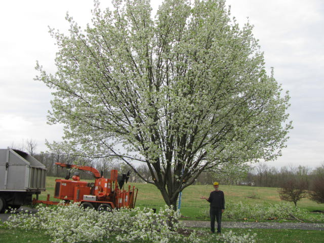 Tree Pruning Pulaski, Tennessee