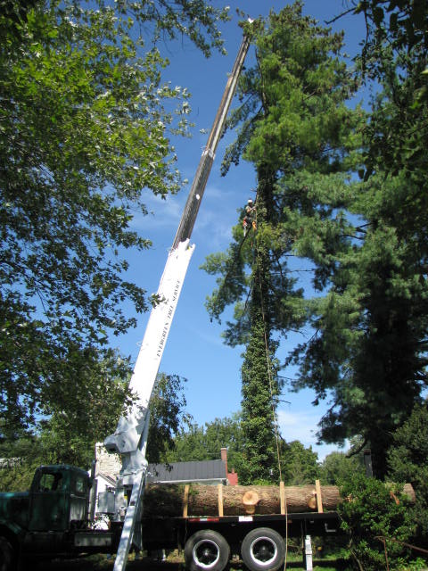 Tree Removal Pulaski,TN