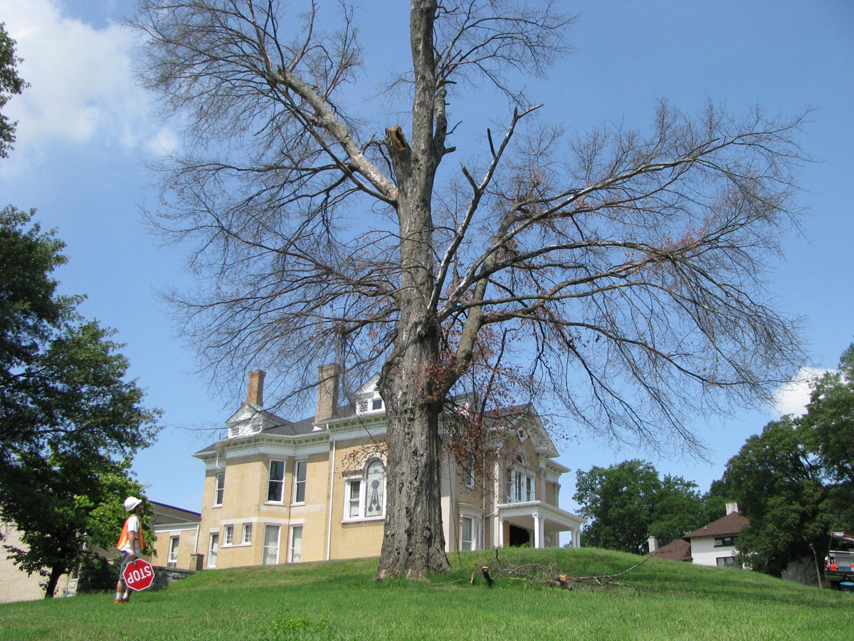 Tree Removal