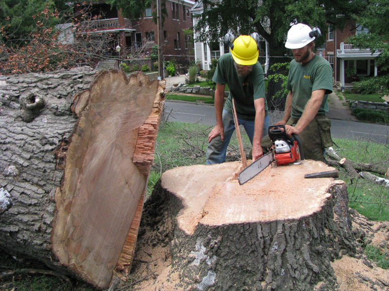 Tree Removal in Pulaski, TN