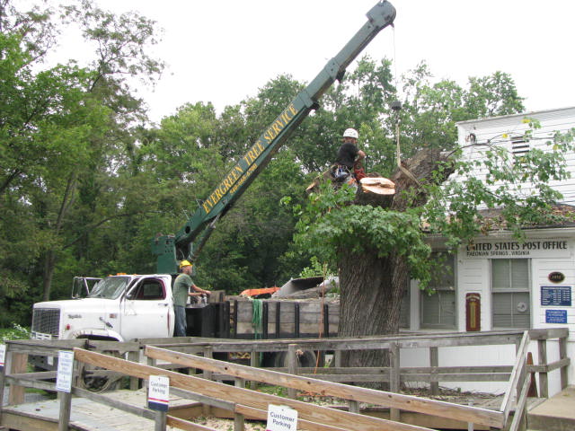 Municipal Tree Removal in Pulaski, Tennessee