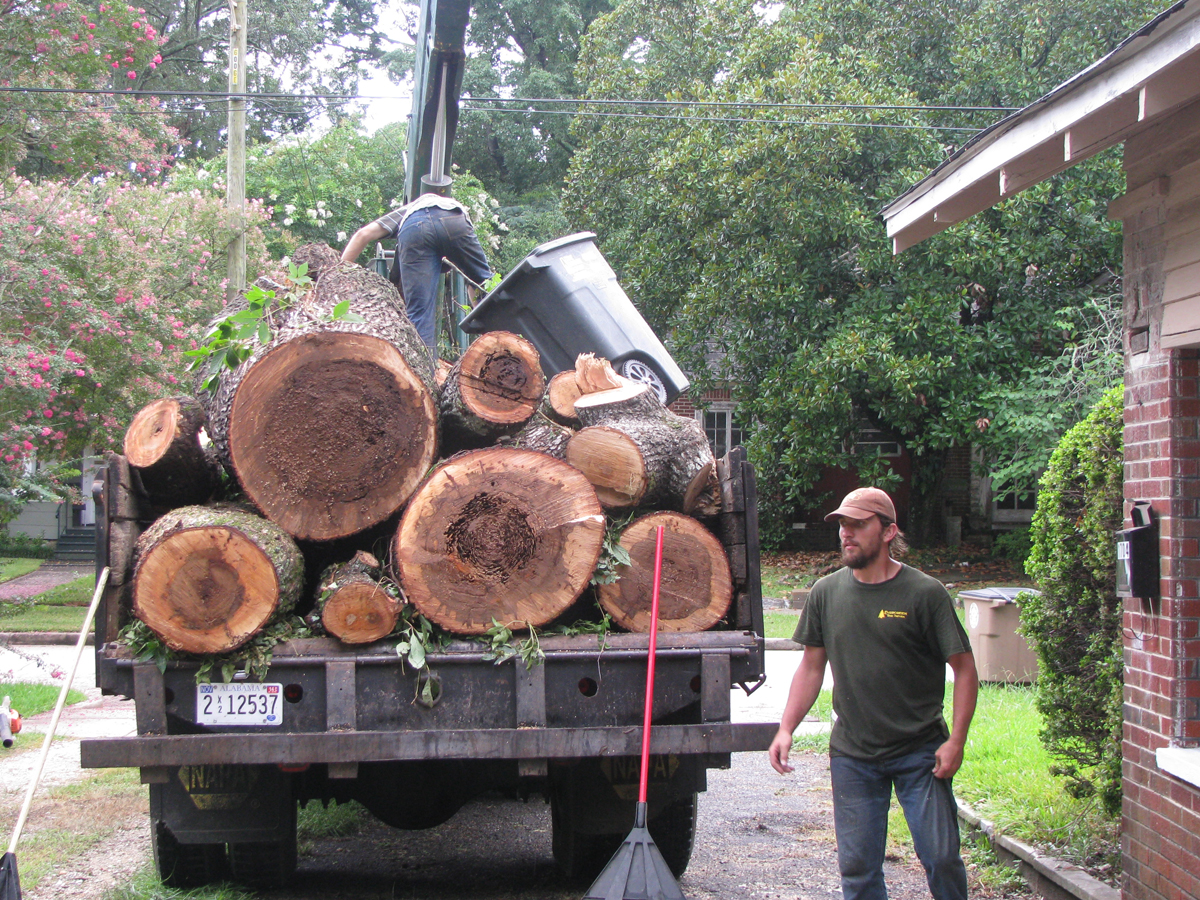 Tree Removal