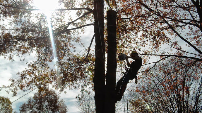 Profressional Tree Services Pulaski, Tennessee